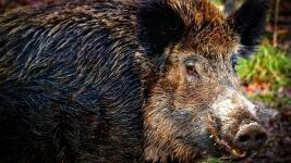 prase divočák animal-6903911 1280